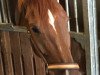 dressage horse Sir Riley (Westphalian, 2012, from Sir Heinrich OLD)