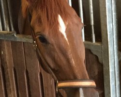 dressage horse Sir Riley (Westphalian, 2012, from Sir Heinrich OLD)