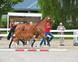 broodmare Alizée (Westphalian, 2017, from Aganix du Seigneur)