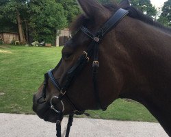 broodmare Gabi (German Riding Pony, 2009, from V.I.P.)