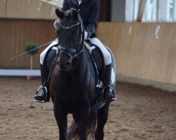 dressage horse Taba Luga (German Riding Pony, 2010, from Trentino)