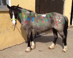 Pferd Stracciatella (Tinker-Mix / Pinto Tinker / Crossbreed, 2006)