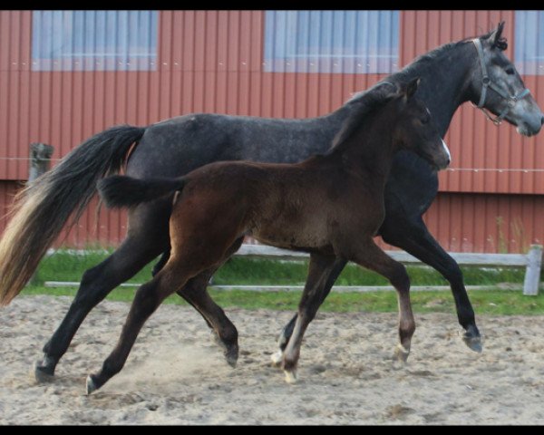broodmare Clarima 13 (Holsteiner, 2013, from Clarimo Ask)