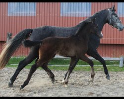 broodmare Clarima 13 (Holsteiner, 2013, from Clarimo Ask)