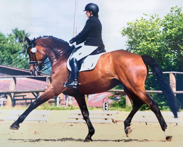 dressage horse Hennes 17 (Hanoverian, 2007, from Herzensdieb)