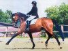 dressage horse Hennes 17 (Hanoverian, 2007, from Herzensdieb)