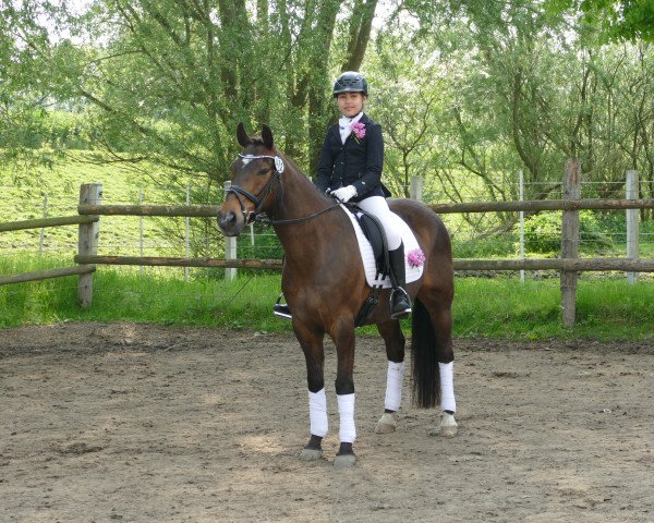 dressage horse Murphy (German Riding Pony, 2001, from Anydale Martien)