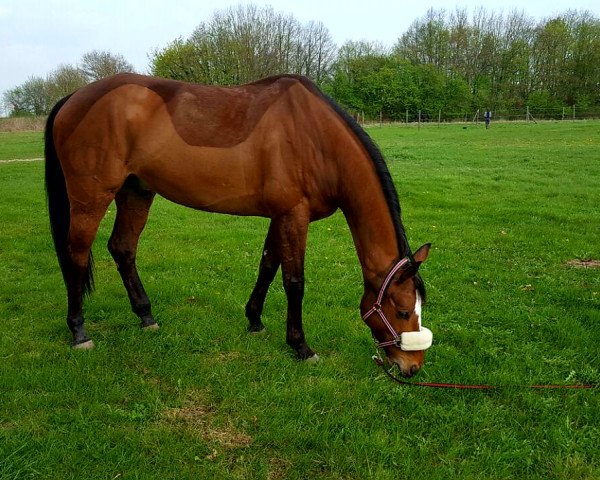 horse Hilando van de Hertenrodeberg (Belgian Warmblood, 2007, from Bengale)