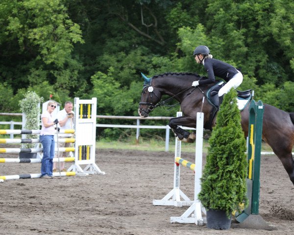 horse Chev Chelios (Hanoverian, 2010, from Clinton I)