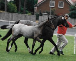 Zuchtstute Mira (Deutsches Reitpony, 1989, von Condor I)