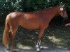 dressage horse Maxima (Oldenburg, 2013, from Sungold 2)