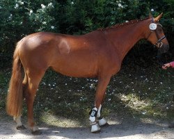 dressage horse Maxima (Oldenburg, 2013, from Sungold 2)