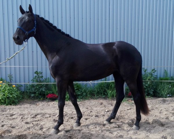 dressage horse Marabella (Oldenburg, 2014, from Fuechtels Floriscount OLD)