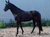 broodmare Marabella (Oldenburg, 2014, from Fuechtels Floriscount OLD)