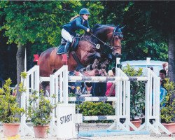 Springpferd PB Just Whisper (Australisches Warmblut, 2002, von Cooperit)