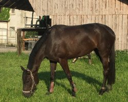 broodmare Durga (Noble Warmblood, 2014, from Don Frederic 3)