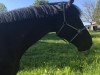 dressage horse Vince WHM (Oldenburg show jumper, 2012, from Valeron)