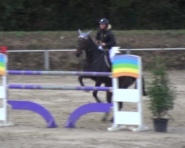 Reitturnier Köln-Leverkusen 2018