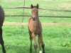 dressage horse Stute von Apollon / Fidermark (Westphalian, 2017, from Apollon)