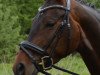 dressage horse Daenerys (Hanoverian, 2012, from Don Index)