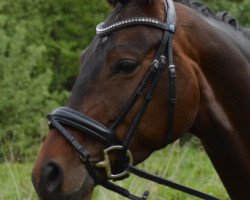 dressage horse Daenerys (Hanoverian, 2012, from Don Index)