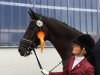 dressage horse Harrison 10 (Hanoverian, 2009, from Hohenstein I)