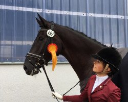 dressage horse Harrison 10 (Hanoverian, 2009, from Hohenstein I)