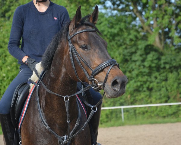 Springpferd Cute Amy (Holsteiner, 2008, von Casero Della Caccia)