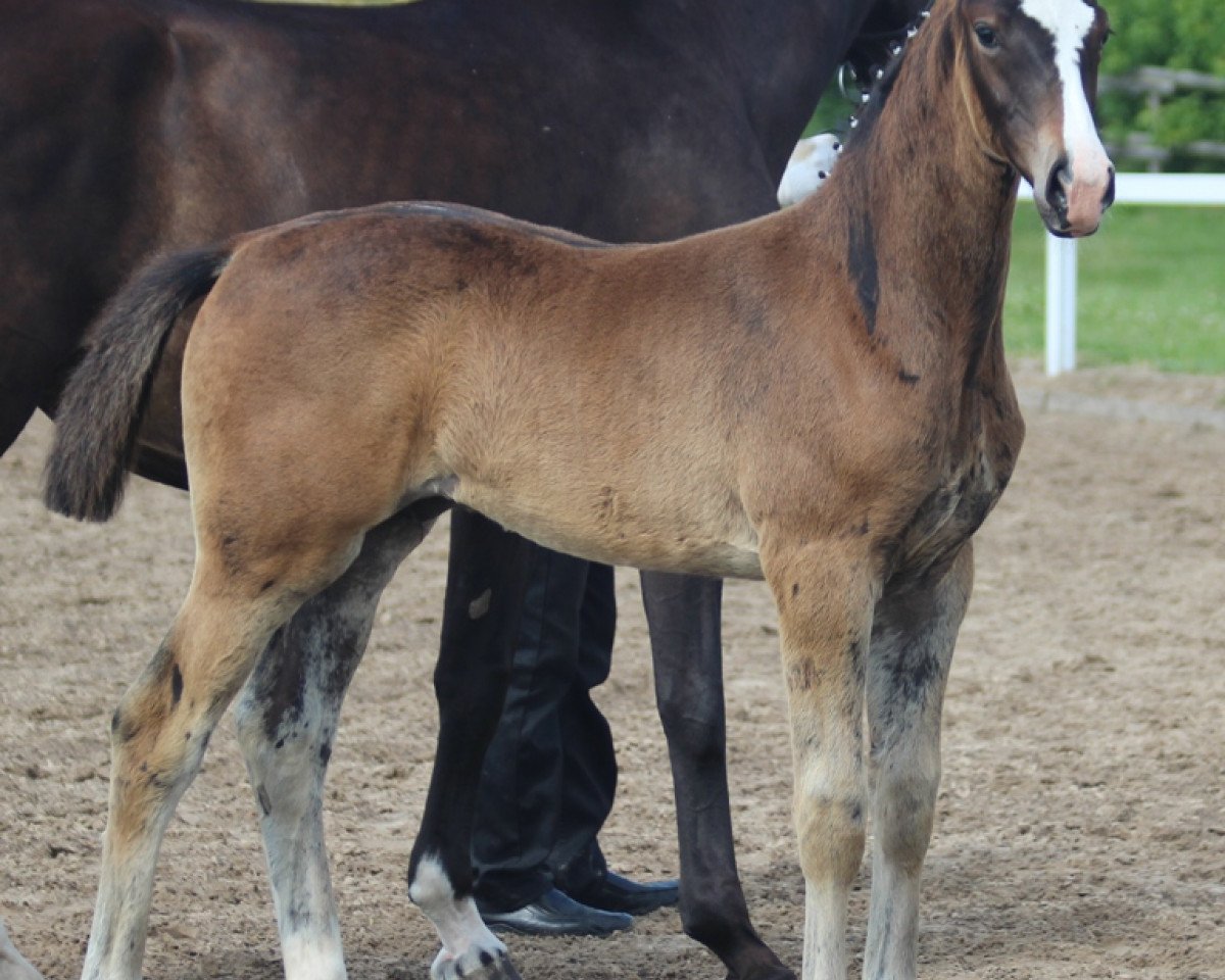 dressage horse Sopresso B (Oldenburg, 2013, from Serano Gold)