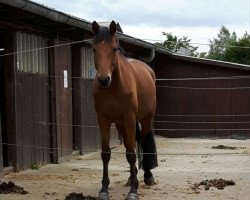 dressage horse Hamilten (Trakehner, 2012, from Syriano)