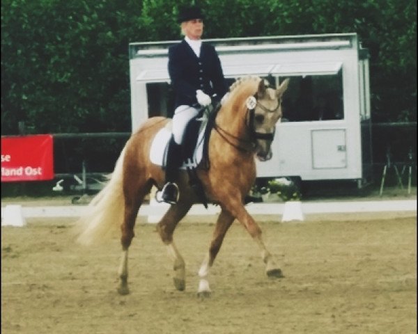 dressage horse Don Caramello 3 (German Riding Pony, 2011, from Donnerwetter)