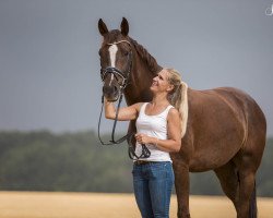 dressage horse Just Special 3 (Swedish Warmblood, 2014, from Elcapone)