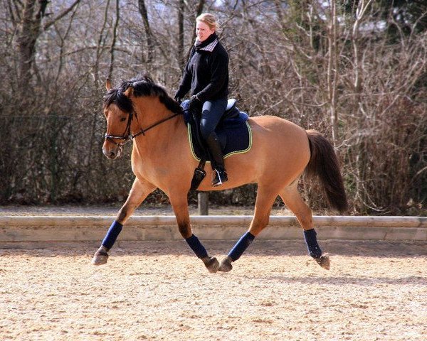 dressage horse Lukas 328 (unknown, 1996)