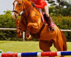 jumper Gaudi (KWPN (Royal Dutch Sporthorse), 2011, from Ukato)