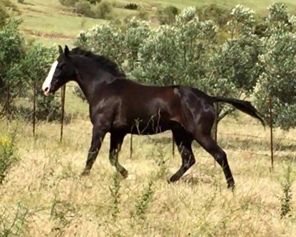 Pferd SECRETO (Andalusier, 2004)