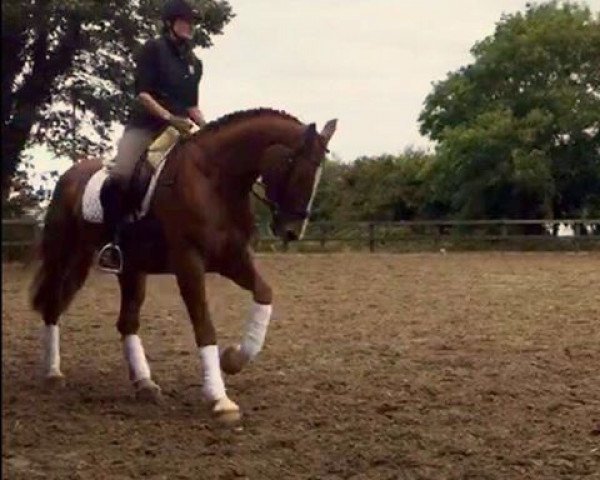jumper Costa Siraxta (Zangersheide riding horse, 2012, from Calikot Hero)