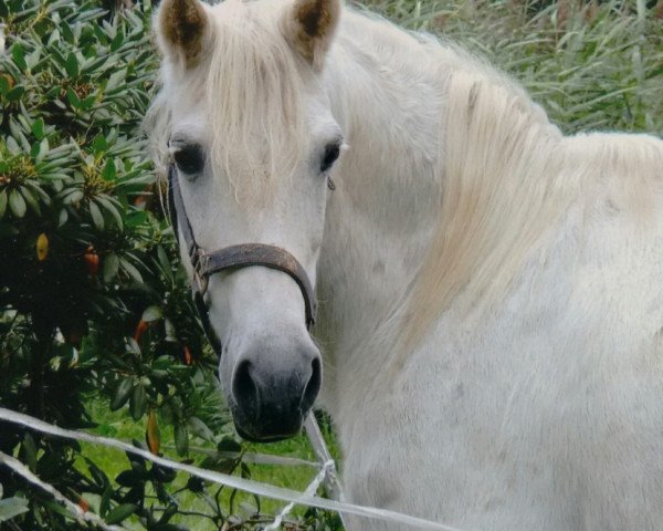 broodmare Amy 231 (Welsh-Cob (Sek. C), 1990, from Jarnac du Logis)