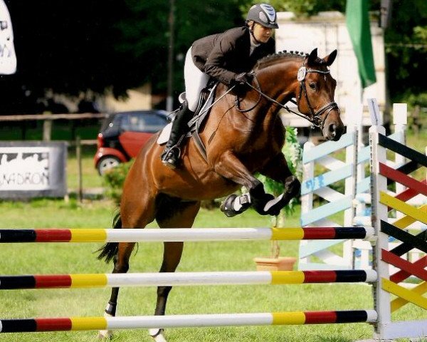 dressage horse Iguacu 2 (Westphalian, 2004, from Insterburg TSF)