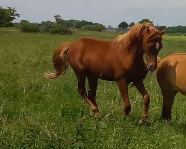 Springpferd Maximus (Deutsches Reitpony, 2016, von Macchiato)