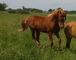 Springpferd Maximus (Deutsches Reitpony, 2016, von Macchiato)