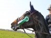 broodmare Quite Quick 4 (Oldenburg show jumper, 2008, from Quality 9)