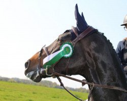 broodmare Quite Quick 4 (Oldenburg show jumper, 2008, from Quality 9)