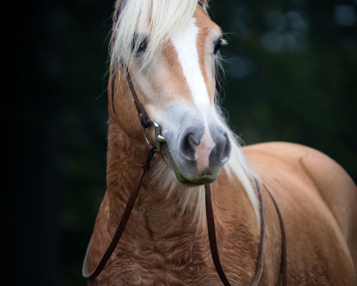 Dressurpferd Amadin (1,61% ox) (Edelbluthaflinger, 2010, von Air Force)