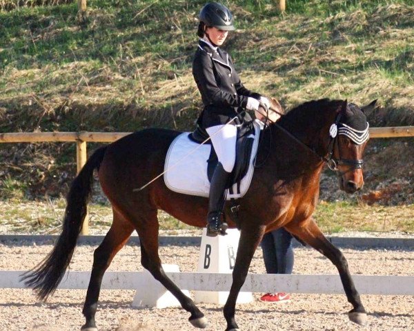 broodmare Madeira 44 (German Riding Pony, 2007, from Pancho)