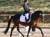 broodmare Madeira 44 (German Riding Pony, 2007, from Pancho)