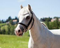 horse Three-Stars Sinus (Welsh mountain pony (SEK.A), 1999, from Ceulan Sentinel)