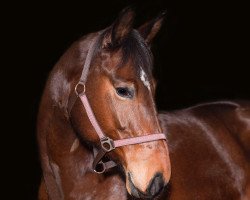 jumper Chartagena (German Sport Horse, 2010, from Chap 47)