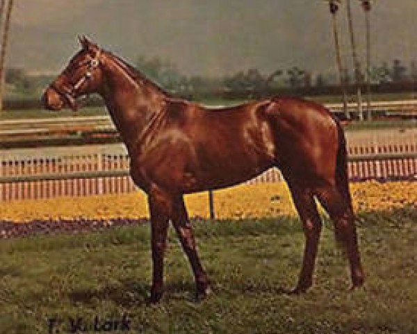 stallion T.V.Lark xx (Thoroughbred, 1957, from Indian Hemp xx)