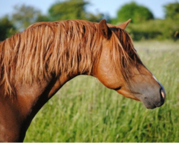 Deckhengst Wibi van Solwerd (Welsh Pony (Sek.B), 2006, von Dendy)