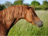 Deckhengst Wibi van Solwerd (Welsh Pony (Sek.B), 2006, von Dendy)